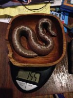 sand boa 1.jpg