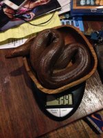 sand boa 2.jpg