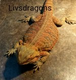 Female Dragon.jpg