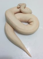 IVORY1.jpg