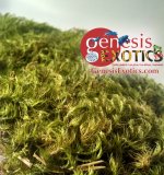 mood moss.jpg
