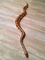 Snake1.jpg