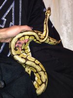 Snake2.jpg