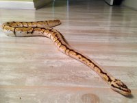 Snake3.jpg