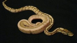 Kinspun.jpg