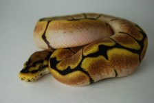 B2 Female Dream Bee sep14 95g.jpg
