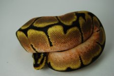 B1 Male Dream Bee sep14 98g.jpg