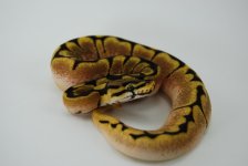 B3 Male Dream Bee sep14 92g.jpg