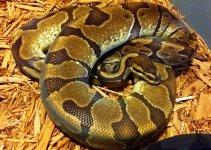 Breeder Enchi Het Pied Male small file.jpg