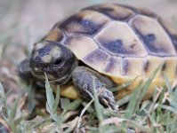 Greek Hatchling 2.jpg