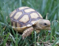 Sulcata close up 3.jpg