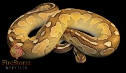 Cinnamon Lesser M 1-w.jpg