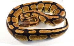 Dinker Female small file 1.jpg