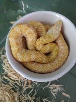 phone pics snakes 022-r.jpg