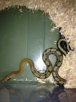 phone pics snakes 021-r.jpg