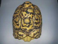 10.5in female Leopard -4.jpg