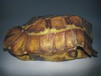 5.5in Forest Hingeback -2.jpg
