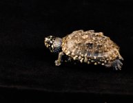turtle 1.jpg