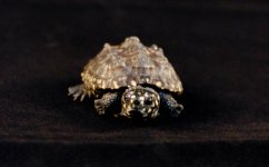 turtle 2.jpg
