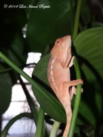DSC04651.jpg