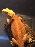 phantom stripe male 3.JPG