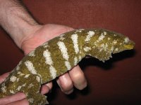 Caledonian Giant gecko.jpg