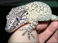 geckos3.jpg