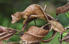 Satanic-Leaf-Tailed-Gecko.jpg