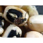 bean beetle.jpg