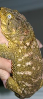 leachy1.jpg