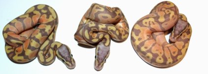 2014 Banana Males.jpg
