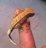 ImageUploadedByTapatalk1408920077.695059.jpg ImageUploadedByTapatalk1408920077.695059.jpg