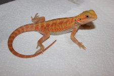 IMG_1607.JPG