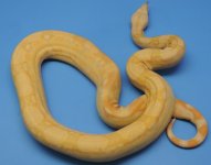 albino male boa.jpg