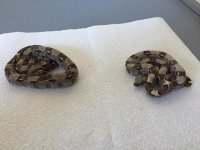 Pair of het Albinos.JPG