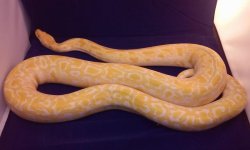 albino burm.jpg