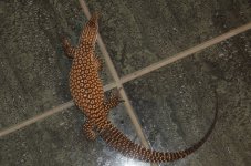 DSC_1080.jpg