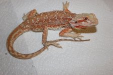 IMG_1625.JPG