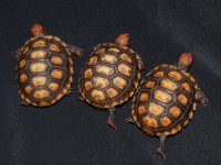 Red-foot Tortoise.jpg
