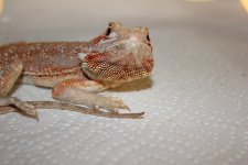 IMG_1626.JPG