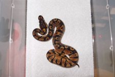 PA055938.jpg