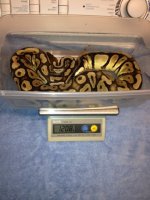 Pastel Female.jpg