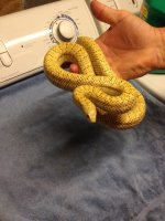 female hypo brooks.jpg