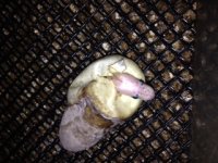 IMG_1272.JPG