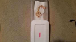 F Albino het Anery.jpg