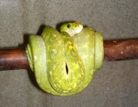 161328Anbraxas_1-7-12.jpg