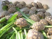 sulcata3.jpg