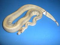 13 Black Pastel Champ M1.jpg