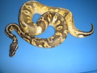 Pastel Calico F&F M1.jpg