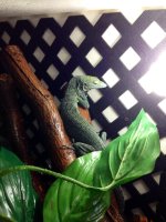 Male Kordensis.jpg